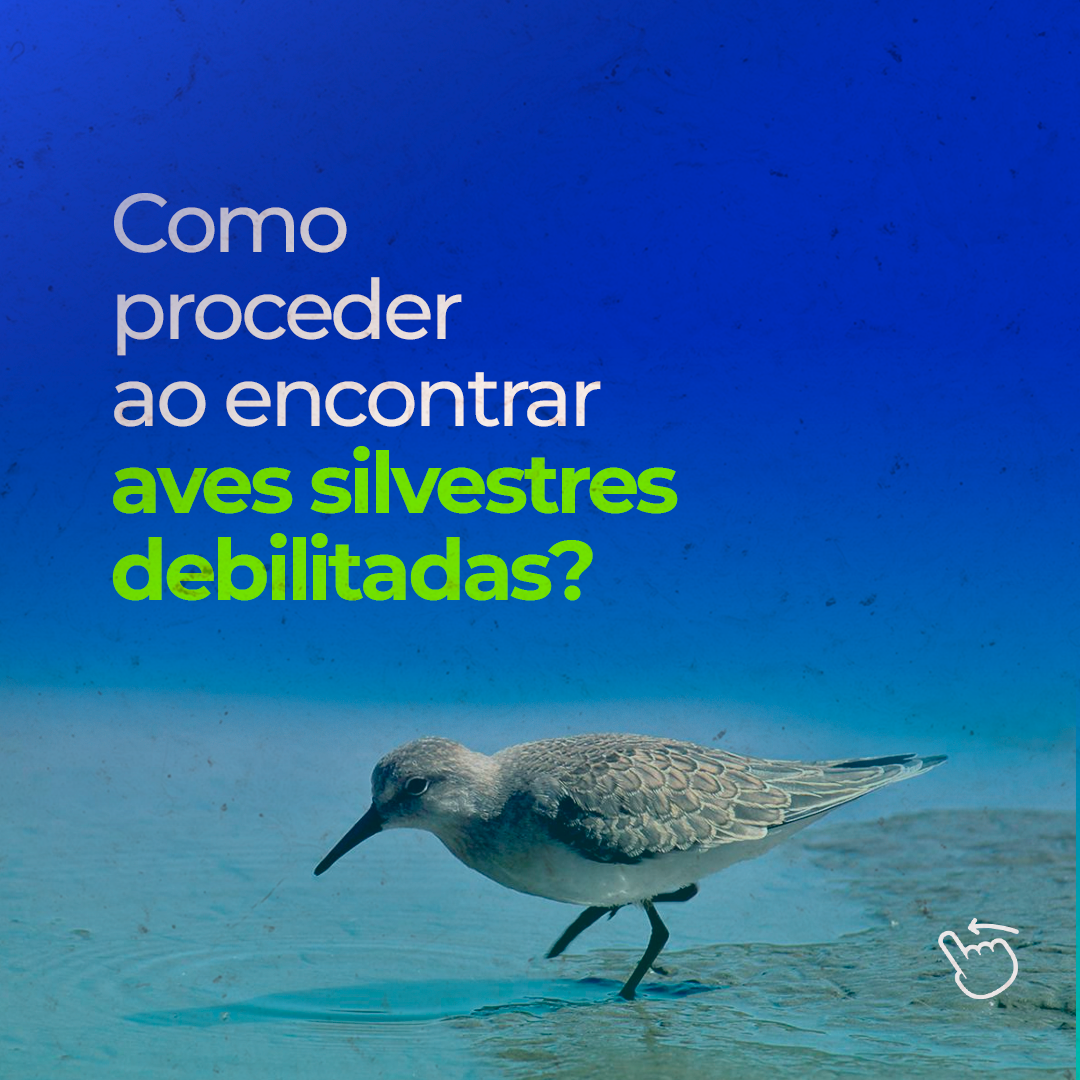 Como proceder ao encontrar aves silvestres debilitadas?