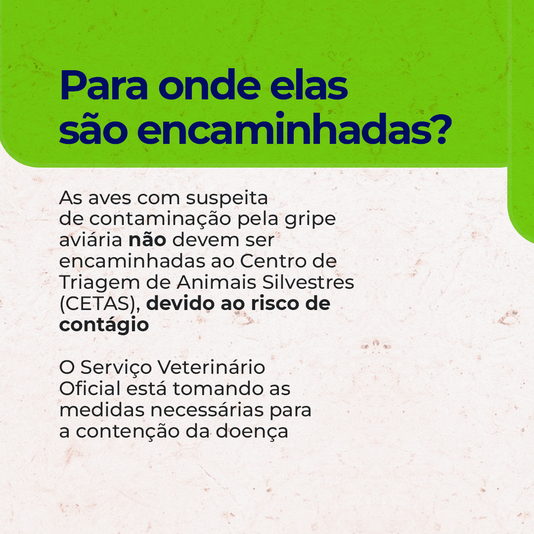 Como proceder ao encontrar aves silvestres debilitadas?