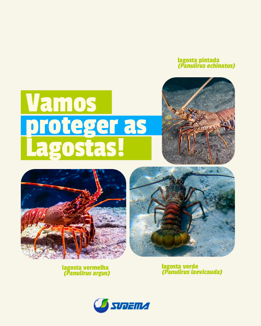 pariodo_do_defeso_da_lagosta_01.png