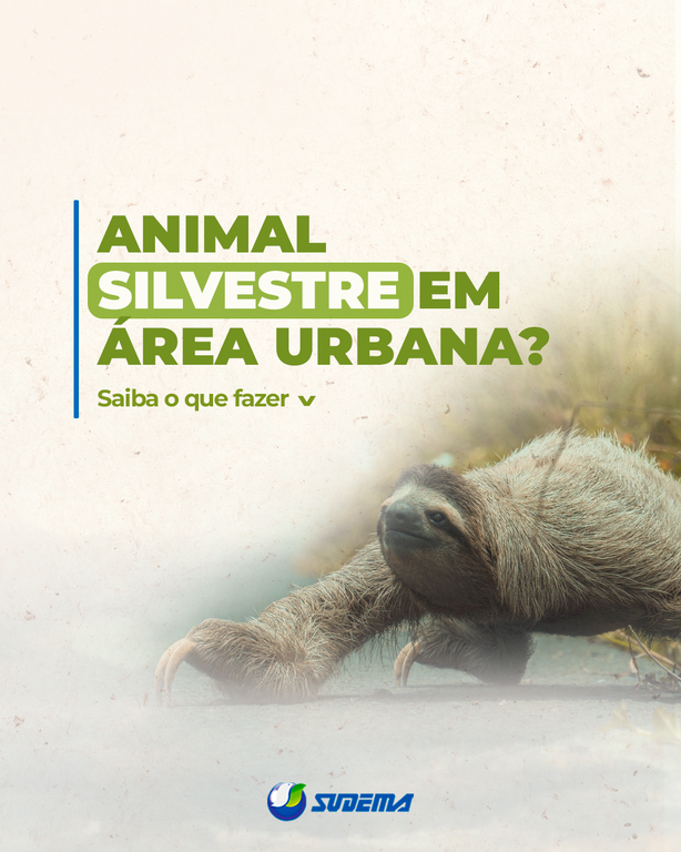 Encontrou um animal silvestre em área urbana? Saiba o que fazer