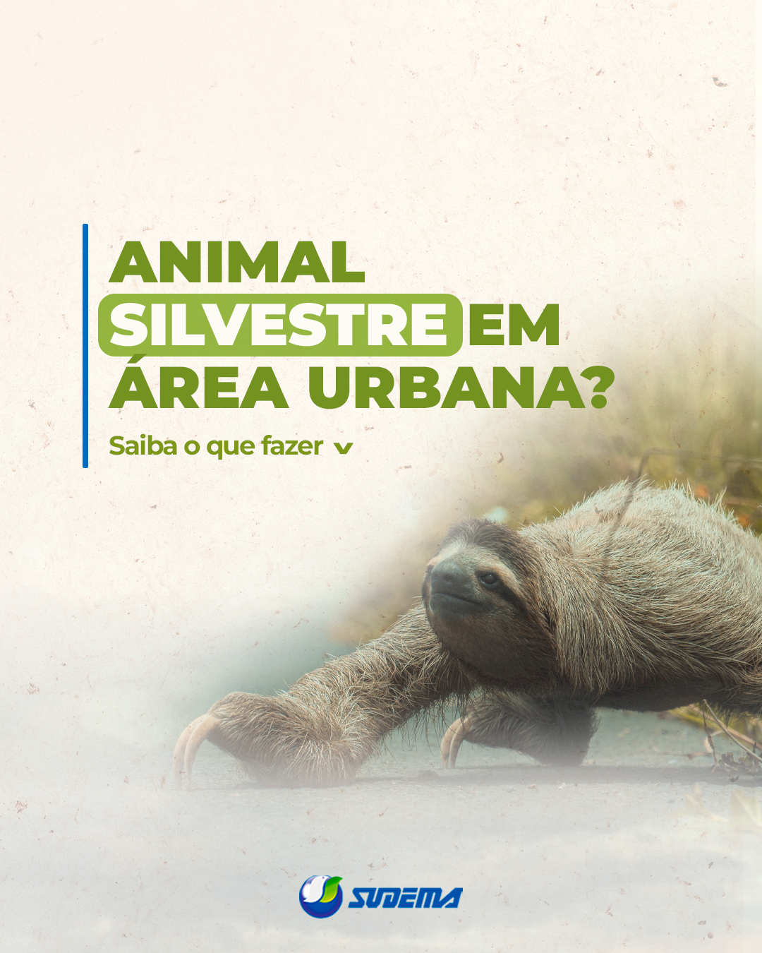 Encontrou um animal silvestre em área urbana? Saiba o que fazer