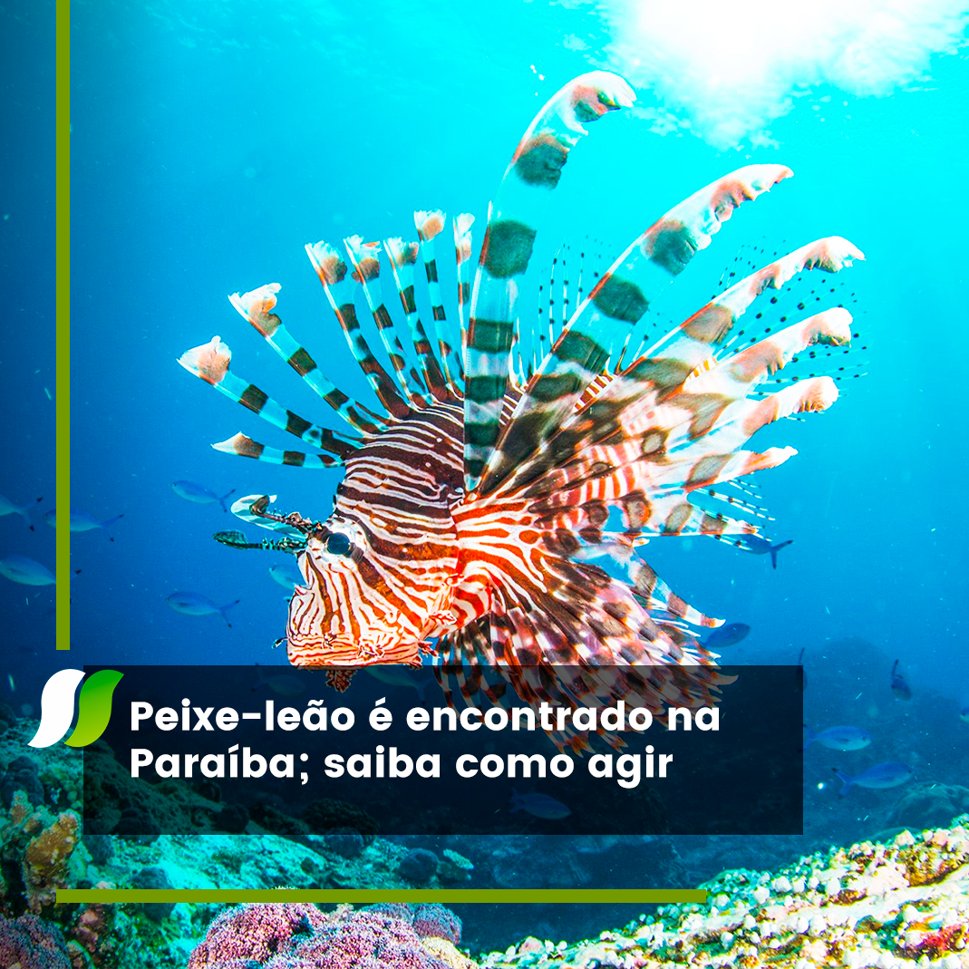 Peixe-leão é encontrado na Paraíba; saiba como agir