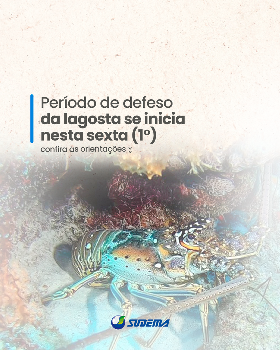 Começa amanhã (1º) o período de defeso da lagosta, que vai até o dia 30 de abril de 2025. Durante o intervalo, é proibida a pesca das lagostas vermelha, verde e pintada. Também ficam impostas restrições para o transporte, a estocagem, o beneficiamento, a industrialização e a comercialização do animal.