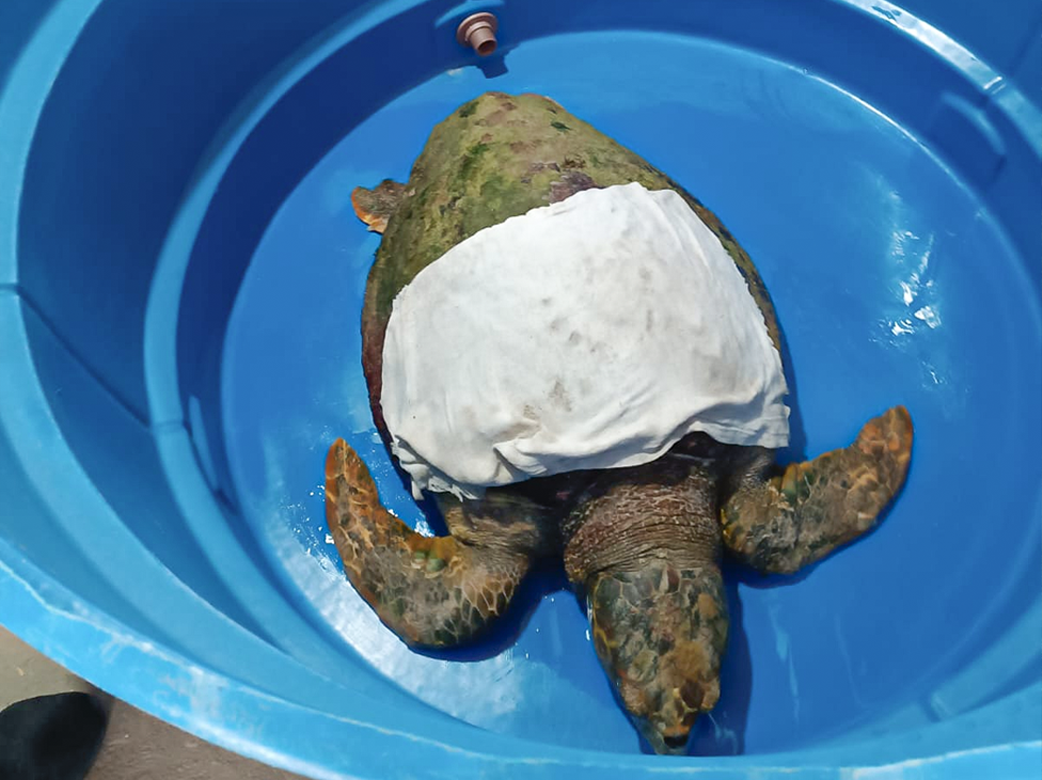 Ação conjunta garantiu o resgate e tratamento do animal, fortalecendo a rede de proteção da fauna marinha.