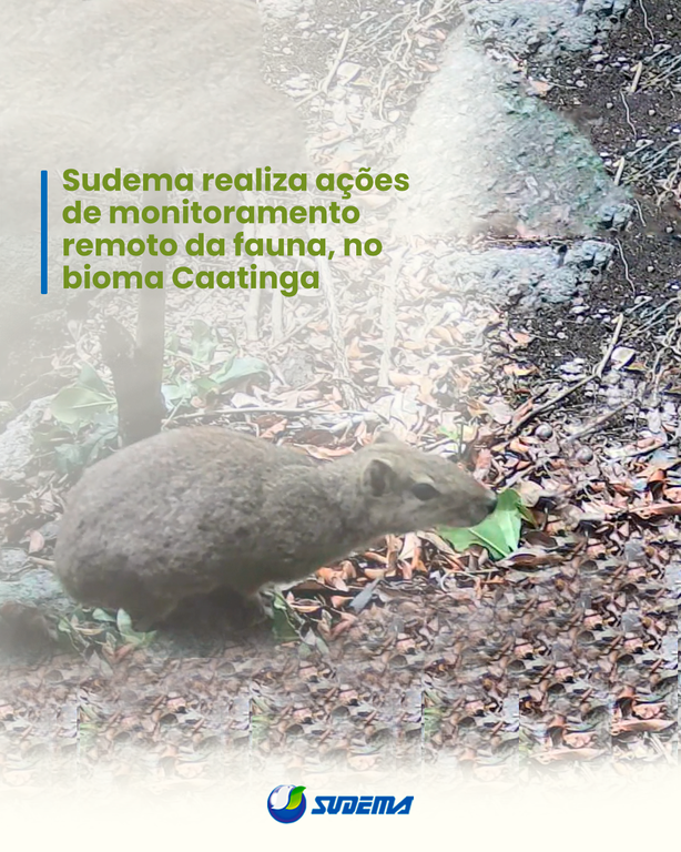 Sudema_realiza_ações_de_monitoramento_remoto_da_fauna,_no_bioma_Caatinga.png