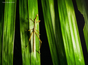 SITE 2 (1).png
