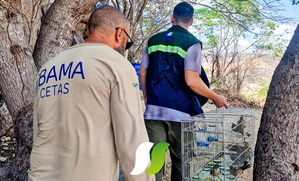 Ação integrada devolve cerca de 40 aves à natureza no município de Araruna