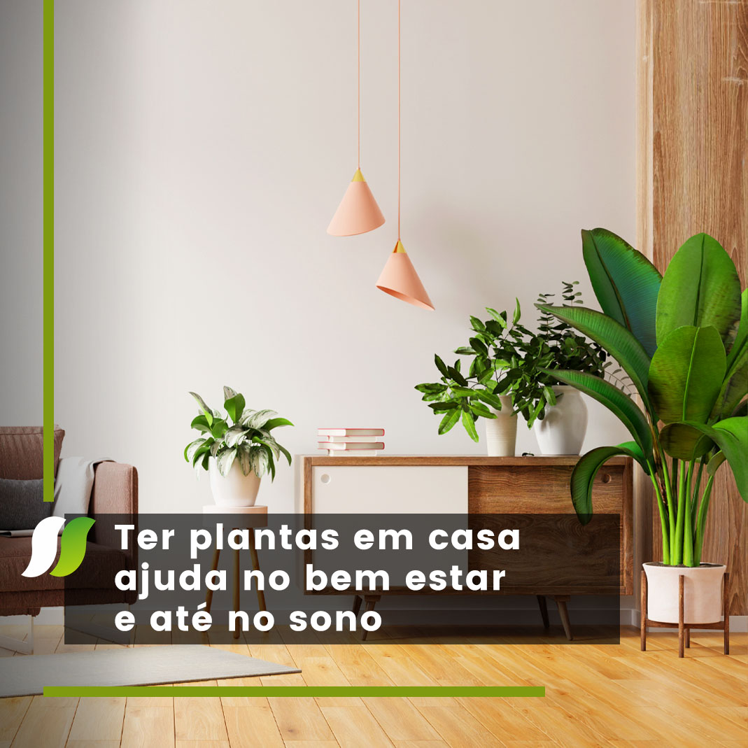 Ter plantas em casa ajuda no bem estar e até no sono.jpg