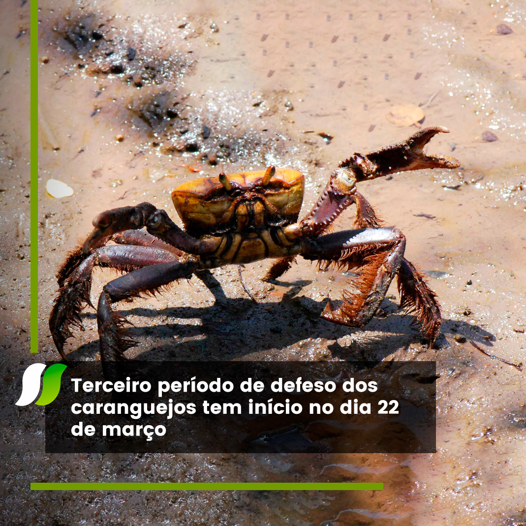 Entre 22 a 27 de março ocorrerá o último período de defeso dos caranguejos em 2023.